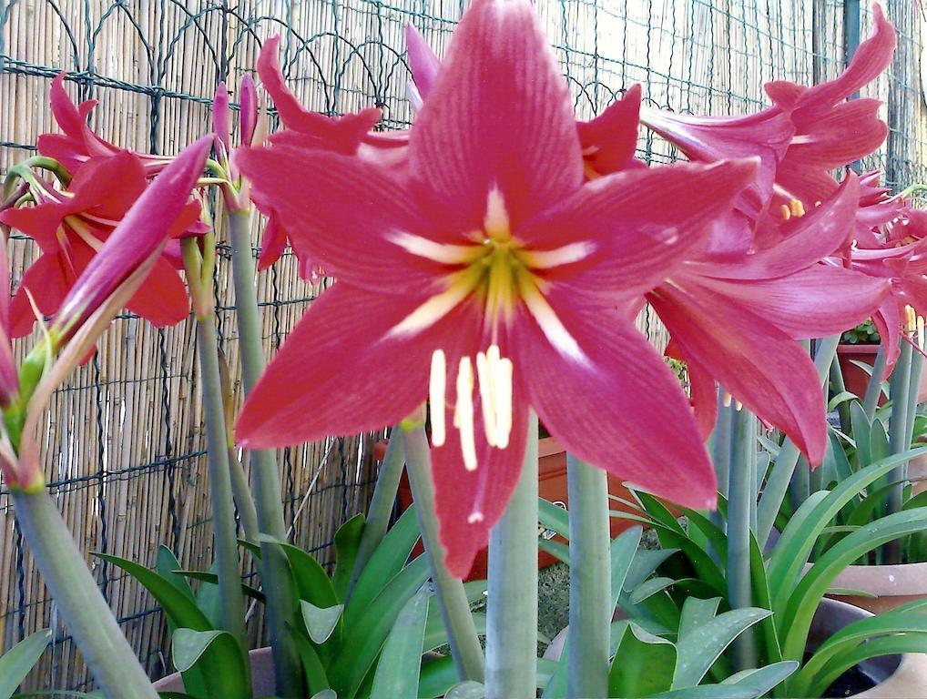 Il Giglio Rosso Leilighet Napoli Rom bilde