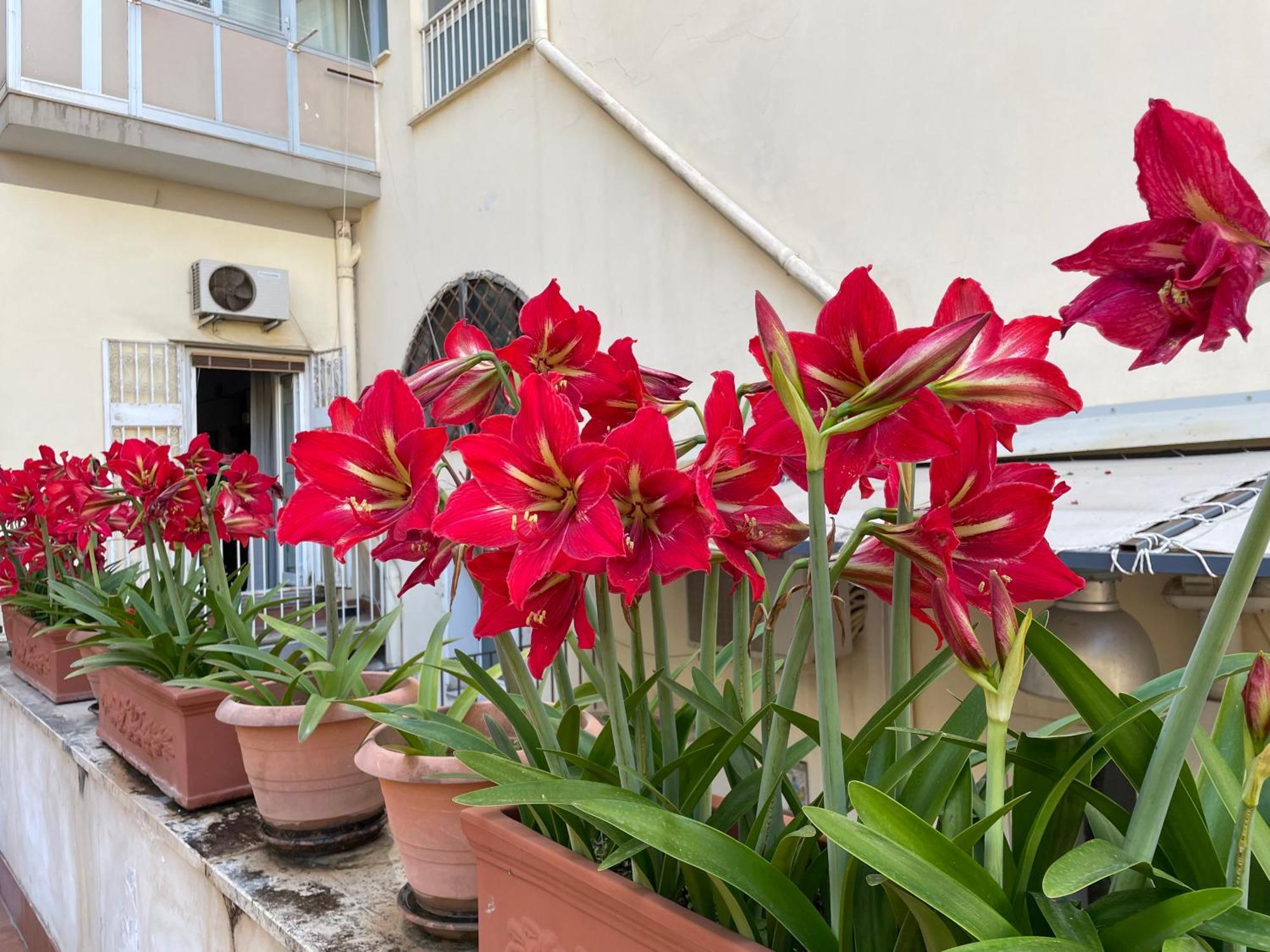 Il Giglio Rosso Leilighet Napoli Eksteriør bilde